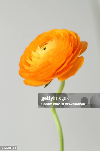 Golden Ranunculus Viswanatham Photos and Premium High Res Pictures - Getty Images