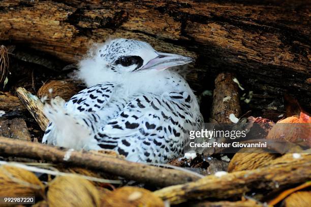 young white-tailed tropicbird (phaethon lepturus) in the nest, cousin island, seychelles - peter island stock pictures, royalty-free photos & images