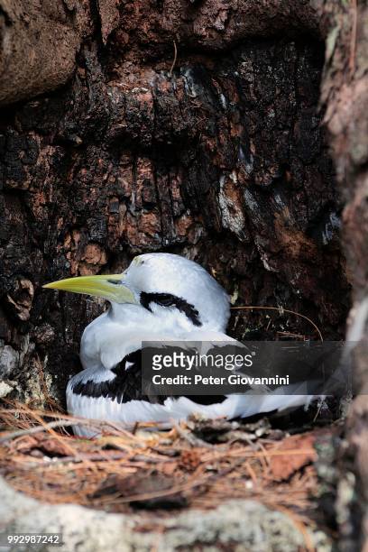 white-tailed tropicbird (phaethon lepturus) in the nest, cousin island, seychelles - peter island stock pictures, royalty-free photos & images