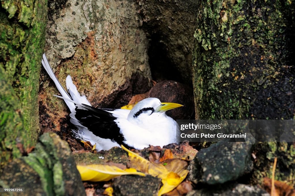 White-tailed Tropicbird (Phaethon lepturus) in the nest, Cousin Island, Seychelles