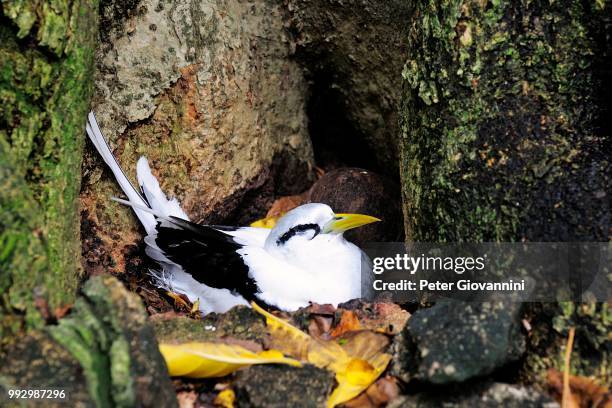 white-tailed tropicbird (phaethon lepturus) in the nest, cousin island, seychelles - peter island stock pictures, royalty-free photos & images