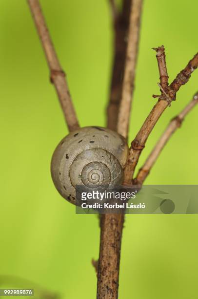 little snail on tree branch. - korbel stock pictures, royalty-free photos & images