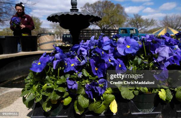 Smithsonian Horticulture Services Division employee Shelly Gaskin plants Pansies on a fountain at the Katherine Dulin Folger Rose garden next to the...