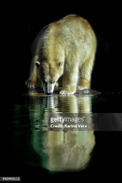 sediento en la noche - great bear rainforest stock pictures, royalty-free photos & images