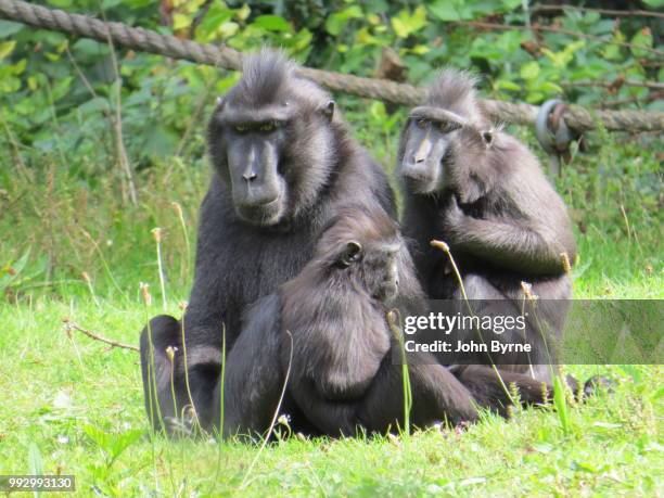 macaque family.jpg - celebes macaque stock pictures, royalty-free photos & images