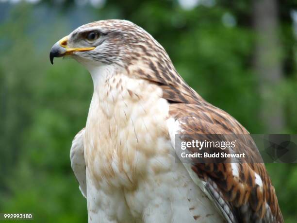 1,116 Raptor (Bird) Stock Photos, High-Res Pictures, and Images - Getty ...