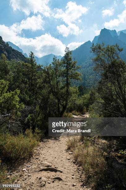 mountains, hiking trail to the refuge de carrozzu, pine forest foret de bonifatu, corsica, france - foret 個照片及圖片檔