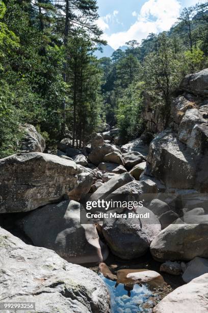 young man sitting on rocks at the calenzana river, mountains, hiking trail to the refuge de carrozzu, pine forest foret de bonifatu, corsica, france - foret stock pictures, royalty-free photos & images