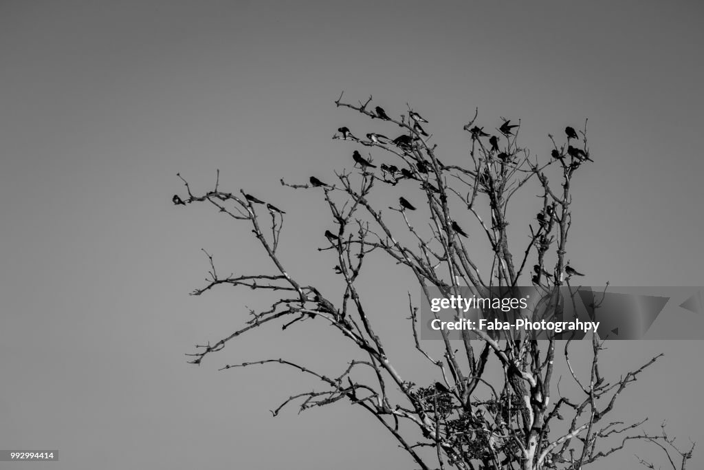 Moody Black and White Shot of Birds in an Unusual Tree