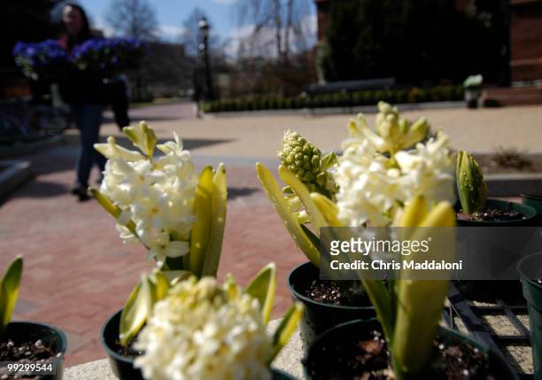 Smithsonian Horticulture Services Division employee Shelly Gaskin carries Pansies, past some freshly watered hycanith bulbs, to be planted on a...