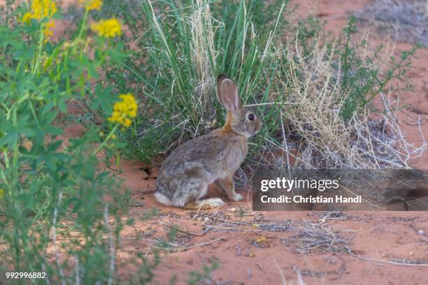 desert cottontail (sylvilagus audubonii), utah, united states - cottontail stock pictures, royalty-free photos & images