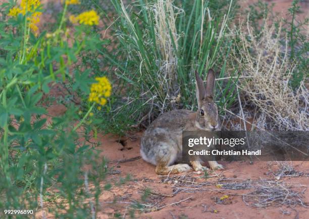 desert cottontail (sylvilagus audubonii), utah, united states - cottontail stock pictures, royalty-free photos & images