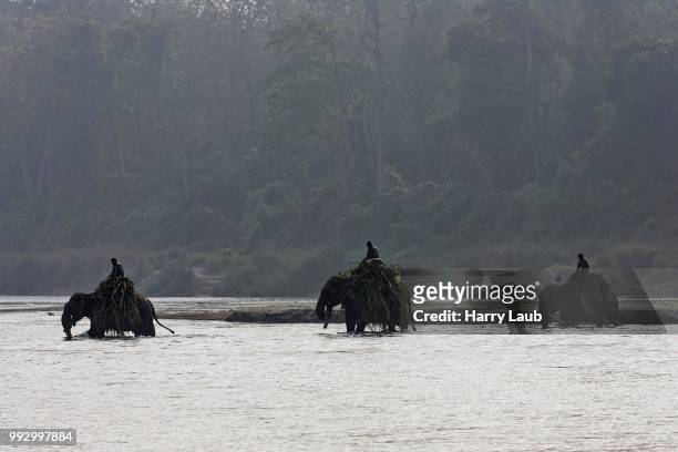 mahouts crossing the east rapti river with their elephants at sauraha, near the chitwan national park, nepal - mahout stock pictures, royalty-free photos & images