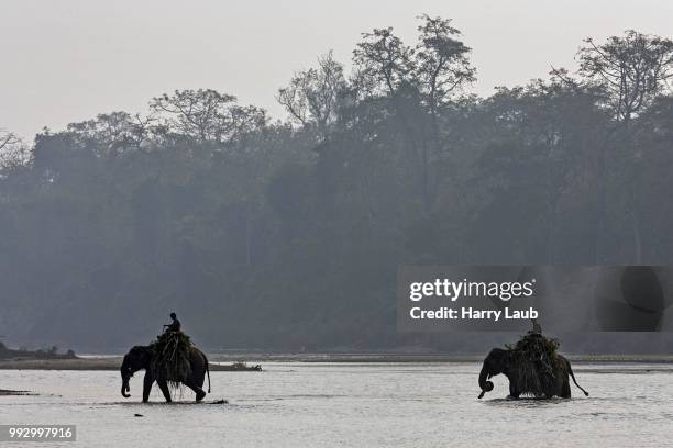 mahouts crossing the east rapti river with their elephants at sauraha, near the chitwan national park, nepal - chitwan - fotografias e filmes do acervo