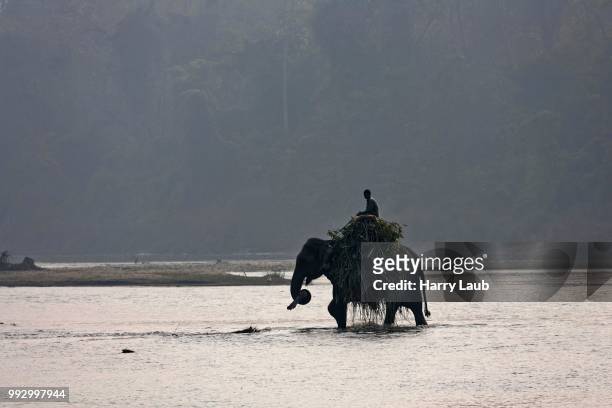 a mahout crosses the east rapti river with his elephant at sauraha, near the chitwan national park, nepal - mahout stock pictures, royalty-free photos & images