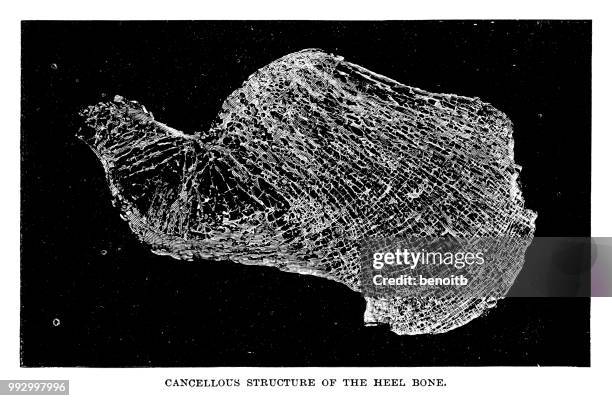 cancellous structure of the heel bone - foot bone stock illustrations