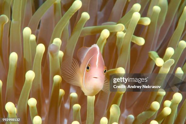 Skunk Fish 105 Pink Skunk Clownfish Stock Photos, High-Res Pictures, and Images ...