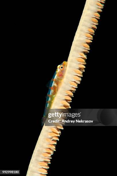 large whip goby or white-line seawhip goby (bryaninops amplus), bohol sea, philippines - trimma okinawae stock pictures, royalty-free photos & images