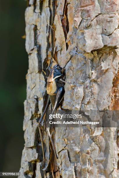 alpine dark bush-cricket (pholidoptera aptera), male, lower austria, austria - dark botanical fauna stockfoto's en -beelden