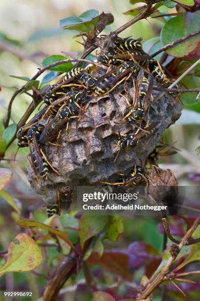 paper wasps (polistes nimpha) at nest, tyrol, austria - polistes wasps stock pictures, royalty-free photos & images