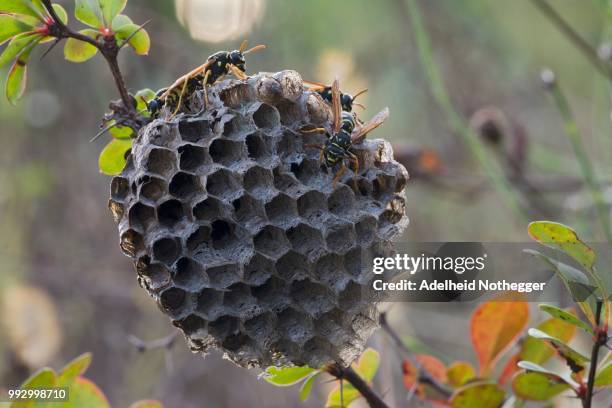 paper wasps (polistes nimpha) at nest, tyrol, austria - polistes wasps stock pictures, royalty-free photos & images