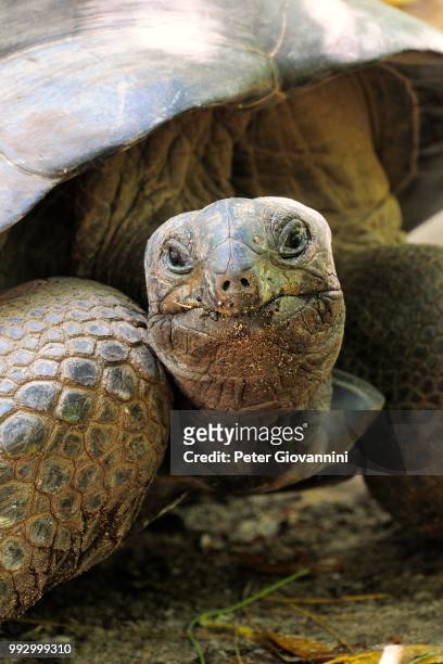 aldabra giant tortoise (aldabrachelys gigantea), curieuse island, seychelles - seychellen riesenschildkröte stock-fotos und bilder