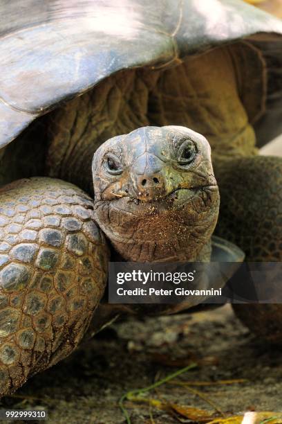 aldabra giant tortoise (aldabrachelys gigantea), curieuse island, seychelles - peter island stock pictures, royalty-free photos & images