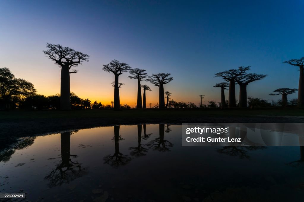 Avenue of the Baobabsn baobab (Adansonia digitata), at sunset with reflection, Morondava, Madagascar