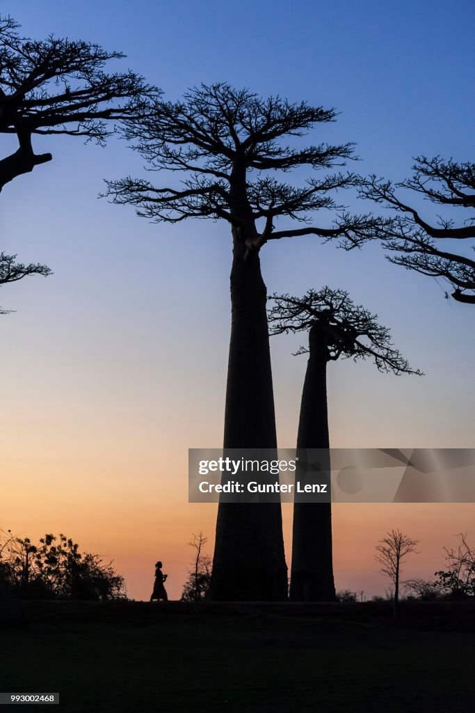 Woman walking on the Avenue of the Baobabsn baobab (Adansonia digitata), at sunset, Morondava, Madagascar
