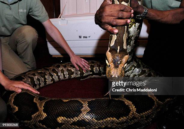 An Indian Python at the American Zoo and Aquarium Association reception for the establishment of the first-ever Congressional Zoo and Aquarium Caucus.