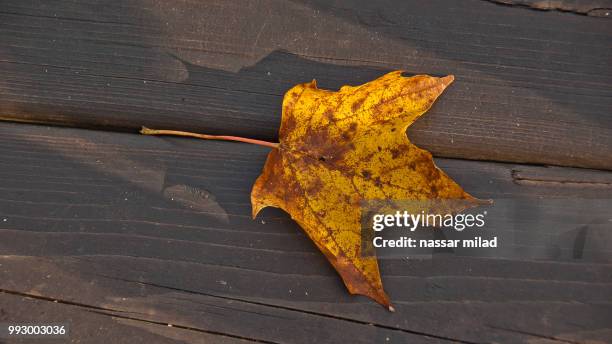 maple leaf from canada - nassar stock pictures, royalty-free photos & images