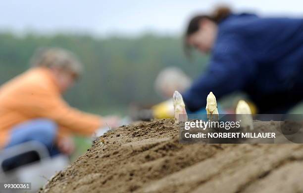 Harvest workers crop asparagus on a field in Grosserkmannsdorf, eastern Germany, on May 14, 2010. Due to cold temperatures, farmers expect crop...