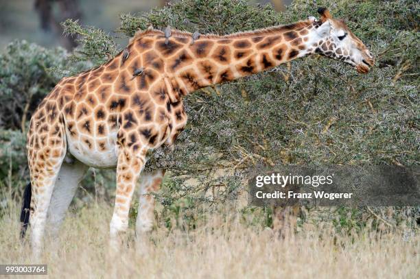 rothschild's giraffe (giraffa camelopardalis rothschildi), feeding on a thorn bush, oxpeckers (buphagus) perched on its back, lake nakuru national park, kenya - lake nakuru nationalpark stock-fotos und bilder