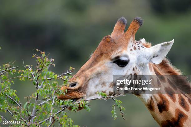 rothschild's giraffe (giraffa camelopardalis rothschildi), feeding on a thorn bush, lake nakuru national park, kenya - lake nakuru nationalpark stock-fotos und bilder