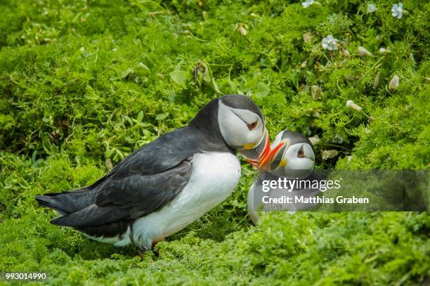 puffins (fratercula arctica), skomer island, wales, united kingdom - broeden stockfoto's en -beelden