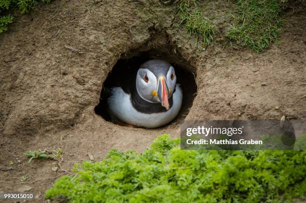 puffin (fratercula arctica) at the entrance of its breeding burrow, skomer island, wales, united kingdom - incubate stock pictures, royalty-free photos & images