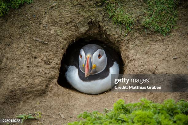 puffin (fratercula arctica) at the entrance of its breeding burrow, skomer island, wales, united kingdom - broeden stockfoto's en -beelden