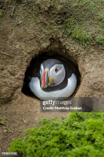 puffin (fratercula arctica) at the entrance of its breeding burrow, skomer island, wales, united kingdom - broeden stockfoto's en -beelden