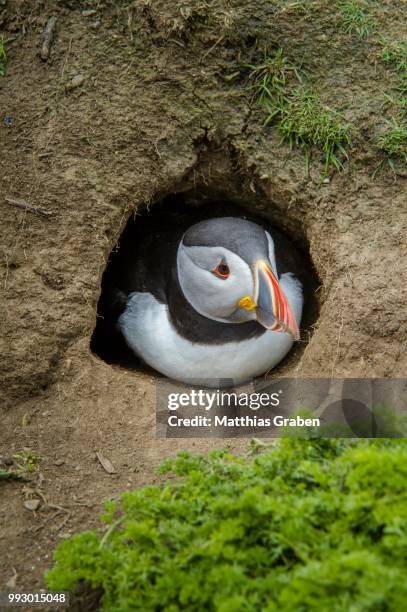 puffin (fratercula arctica) at the entrance of its breeding burrow, skomer island, wales, united kingdom - broeden stockfoto's en -beelden