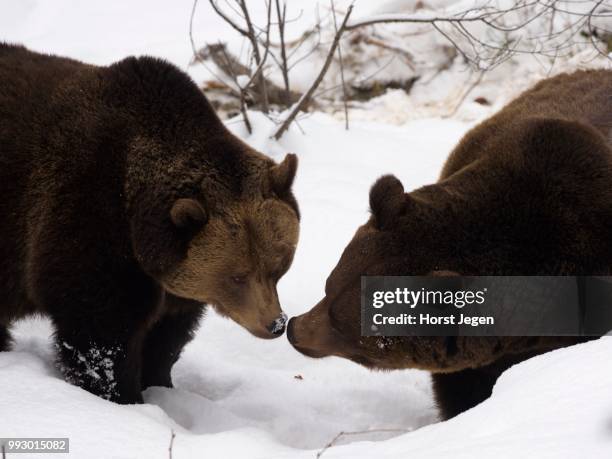 brown bears (ursus arctos) in snow, captive, bavarian forest national park, grafenau, bavaria, germany - grafenau stock pictures, royalty-free photos & images