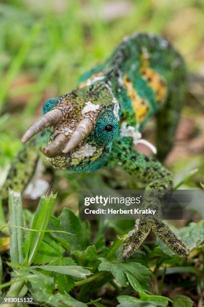 jackson's chameleon (trioceros jacksonii), male, bwindi impenetrable forest national park, uganda - east african chameleon stock-fotos und bilder