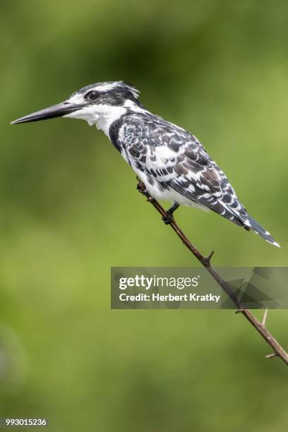 pied kingfisher (ceryle rudis), queen elizabeth national park, uganda - pied kingfisher ceryle rudis stock pictures, royalty-free photos & images