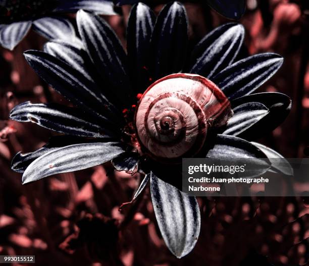 escargot - photographe stock pictures, royalty-free photos & images