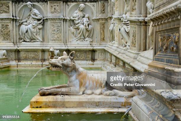 she-wolf spouting water in the fonte gaia fountain, piazza del campo, siena, province of siena, tuscany, italy - fonte stock-fotos und bilder