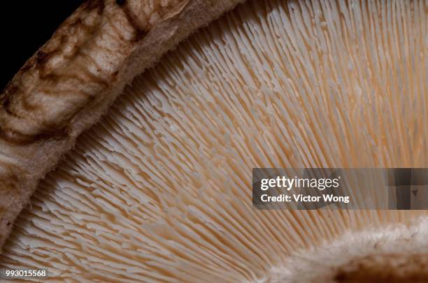 fresh mushroom - macro view - fungus gill stock pictures, royalty-free photos & images