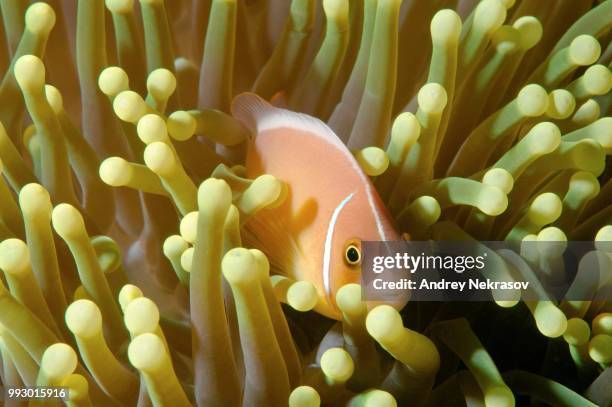 Skunk Fish 64 Pink Skunk Clownfish Stock Photos, High-Res Pictures, and Images ...