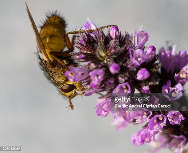 bee on a flower - ciprian stock pictures, royalty-free photos & images