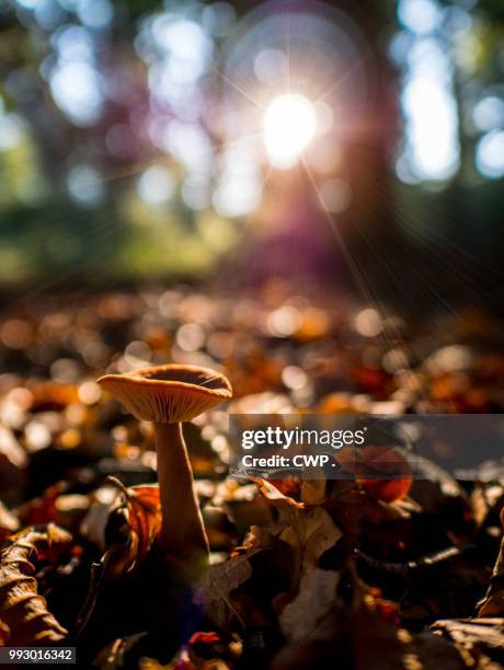 paddestoel bij zonsopkomst - cwp stockfoto's en -beelden