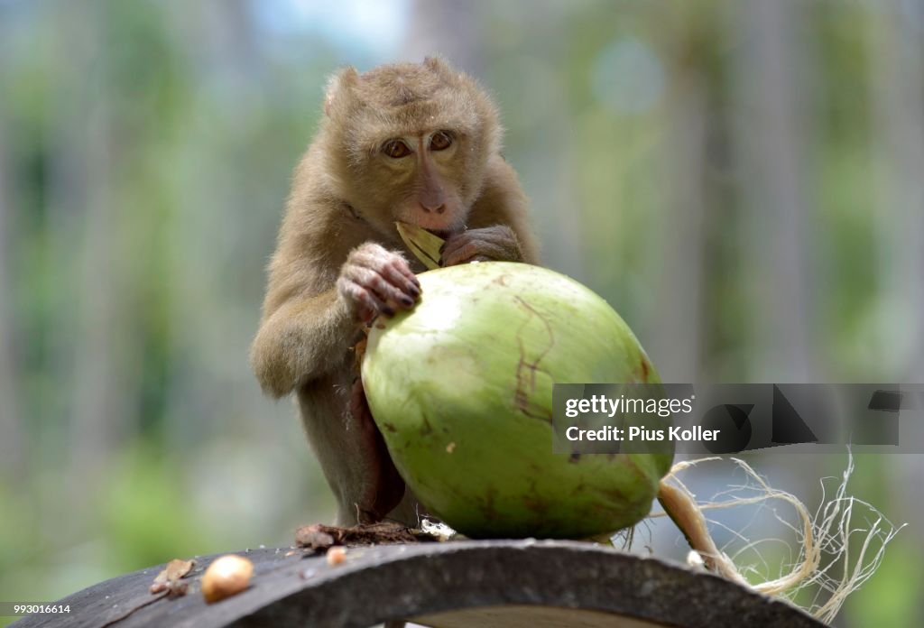 Northern pig-tailed macaque (Macaca leonina) peeling a coconut, Lamai, Koh Samui, Thailand