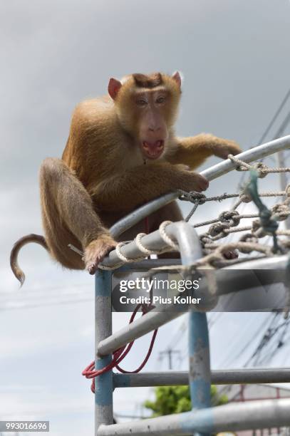 tied northern pig-tailed macaque (macaca leonina) sitting on a railing, lamai, koh samui, thailand - province de surat thani photos et images de collection